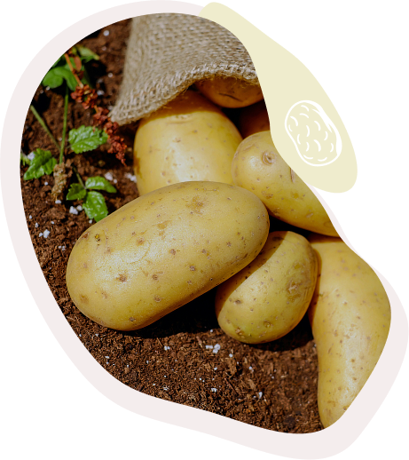 Groothandel in aardappelen: verse aardappelen uit een jute zak
