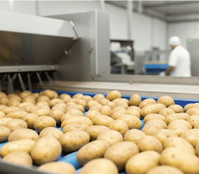 Aardappelen op een sorteerband